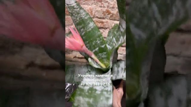 Эхмея Фасциата Примера 15/65 смотреть онлайн