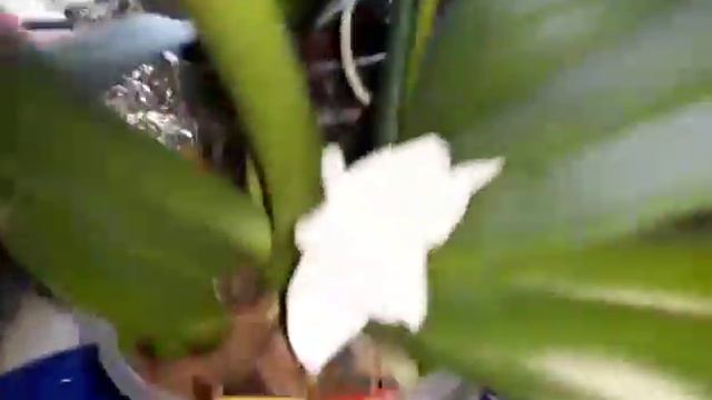 Эти орхидеи!!! Теперь дочурка😉😘...хоть бы не болезнь- зависимость😅😂😆 смотреть онлайн
