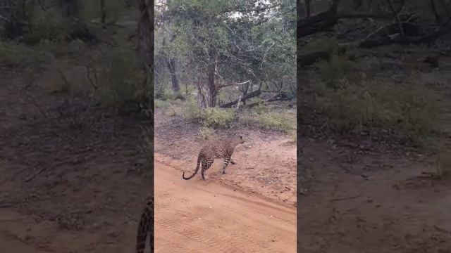 Ceylon Leopard Crossing the Road #elephant #shorts #animals #wildlife #ceylon #leopard #tiger смотреть онлайн