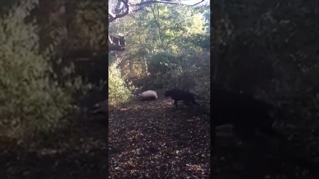 Дратхаар Рэй притравка по барсуку