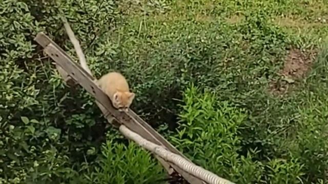 Отважный рыжий котёнок прирожденный канатоходец ? funny kitten смотреть онлайн