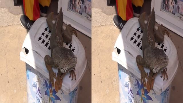 Iguana in Full HD 3D смотреть онлайн