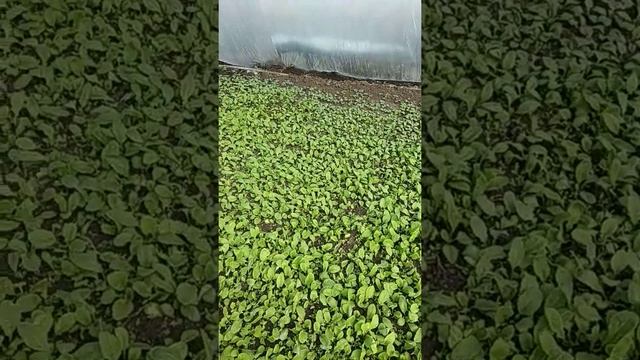выращивание редиски с февраля по март с отоплением смотреть онлайн