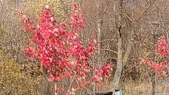 Красный клён. Осень 2022. смотреть онлайн