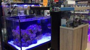 Оформление морского аквариума. Часть 2