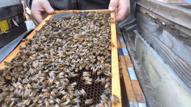 Проверка пчелиной семьи после старта: прошло 2,5 недели смотреть онлайн
