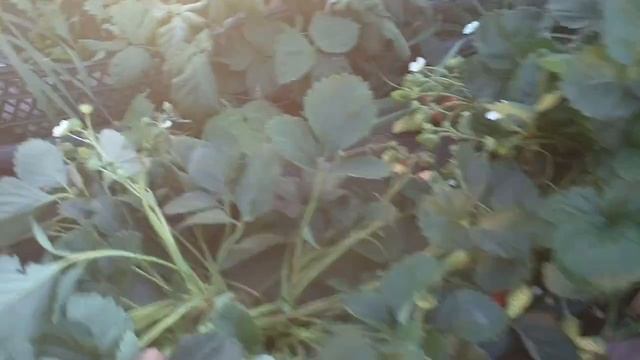 клубника ада обзор плодоношения в конце октября.mp4 смотреть онлайн