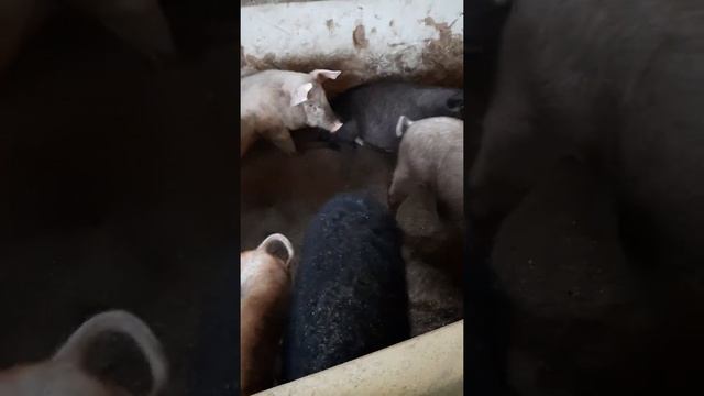 Глубокая подстилка , обзор фермы 11.01.2020