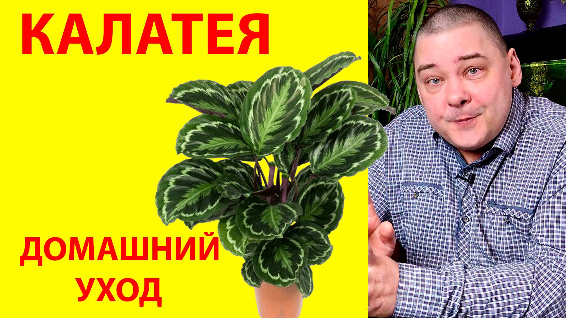 Калатея. Уход в домашних условиях смотреть онлайн