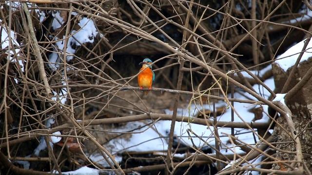 Зимородок обыкновенный, рижский 2 смотреть онлайн