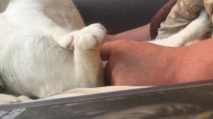 Что будет если теребить коту пипирку