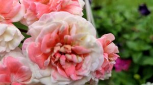 Пеларгония Rushmoor Avon