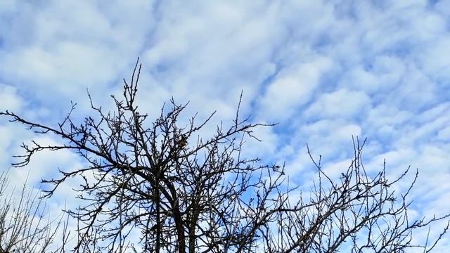 Каких женщин предпочитают мужчины. (Всего 2 качества). смотреть онлайн