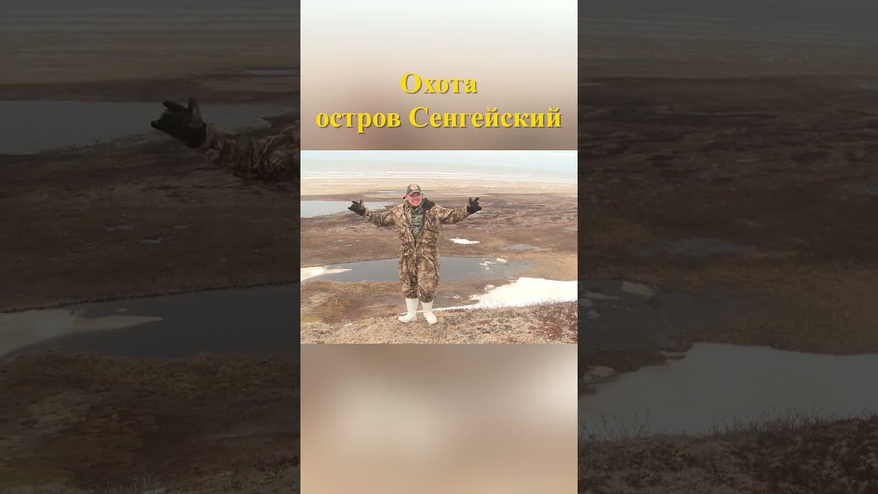 Охота на острове Сенгейский 24 #охотавроссии #охотанагуся смотреть онлайн