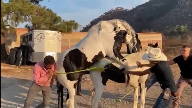 Спаривание лошадей ?????? ??????, ??????? ????????? смотреть онлайн