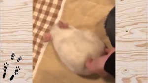 Лучшие приколы про ШИНШИЛЛ! Смешные ШИНШИЛЛЫ! Funny chinchillas❤#11