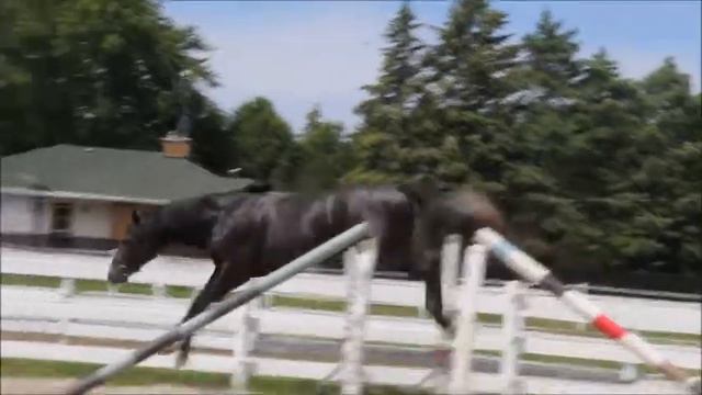 Kiernan (Zapatero VDL x Cornet Obolensky) смотреть онлайн