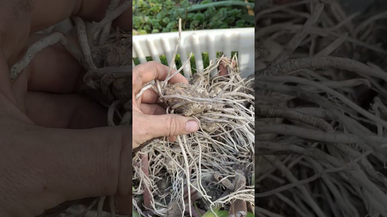 Уличные КАЛЛЫ ВЫКОПАЛИЧто делаем ДАЛЬШЕ? #сад смотреть онлайн