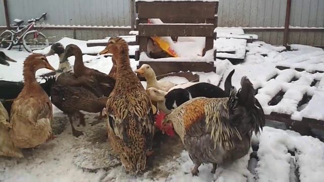 УТКИ РАЗНЫХ ПОРОД смотреть онлайн