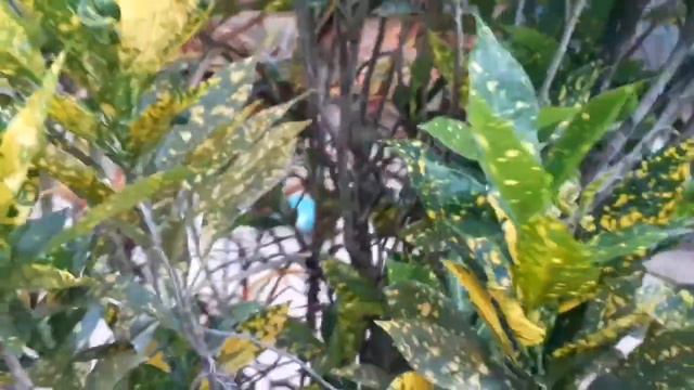 Croton смотреть онлайн