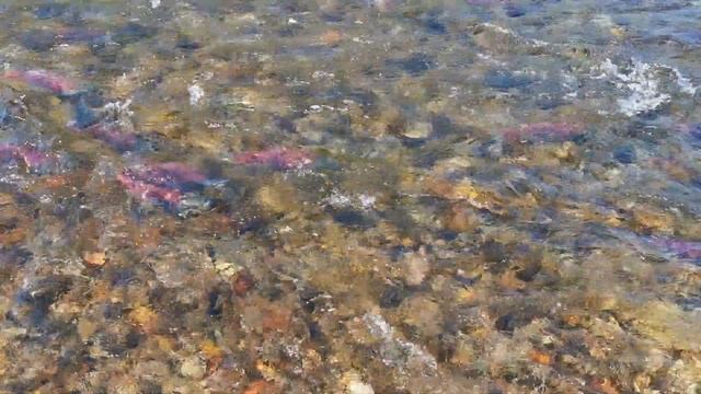 Кухонные Фантазии