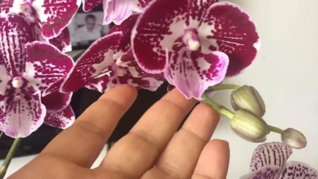 Мой новинки!!!4 сорта Биг липа. смотреть онлайн