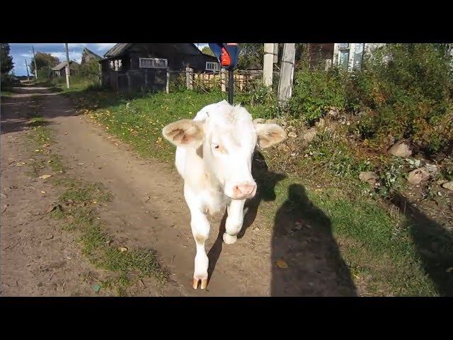 дер.Подлядье. По приезду в деревню.. 23.09.2011г.