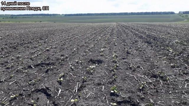 Пледж, СП почвенное применение на сое. Осмотр после 14 дней от внесения. смотреть онлайн