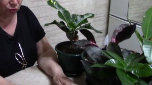 формируем кротон.