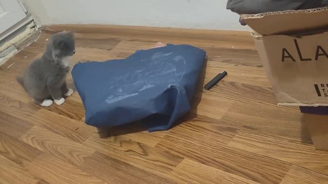 до конца ??? котенок потерял игрушку смотреть онлайн