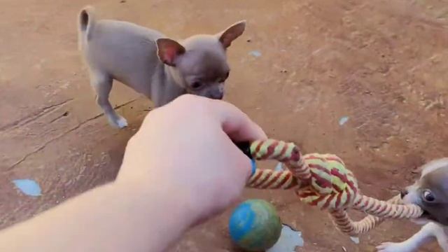 Щенки Чихуахуа 67 дней. весёлые игры, правильный обед. Кормление щенят натулкой. смотреть онлайн