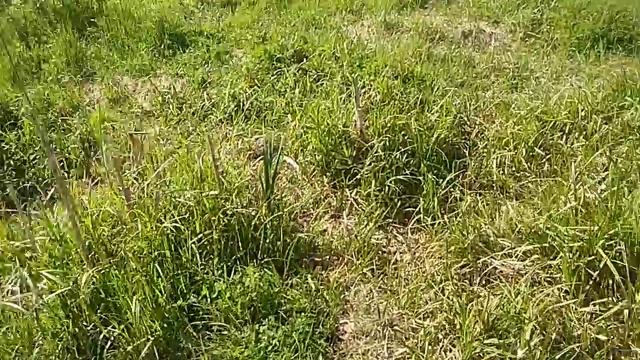 Озеро Чебакса спускают воду , рыба дохнет .12.06.2019 смотреть онлайн