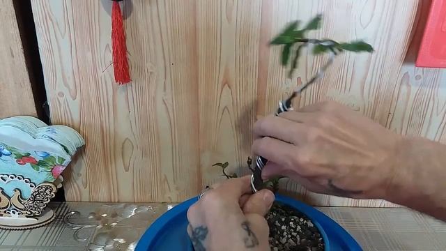 Бонсай из ольхи формировка Alder bonsai, formation смотреть онлайн