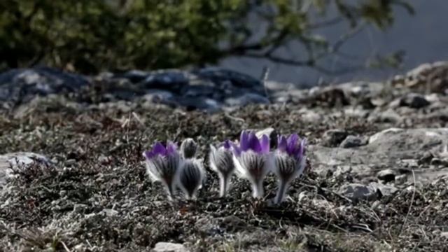 Flowering of the Crimean lumbago. Цветение прострела крымского в Севастополе смотреть онлайн