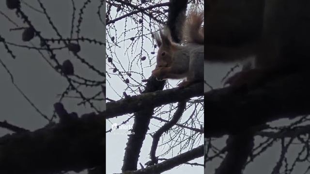 Тула, белка, снег, белочка, животные