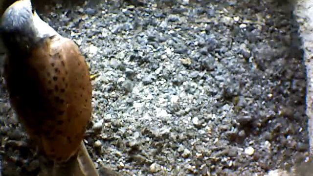 From Internet Camera(Turmfalken[03:1A:A5])2014/06/30,13:41:40_D смотреть онлайн