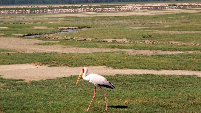Maasai Tribe : Isolated Village - Masai Mara - Kenya Safari
