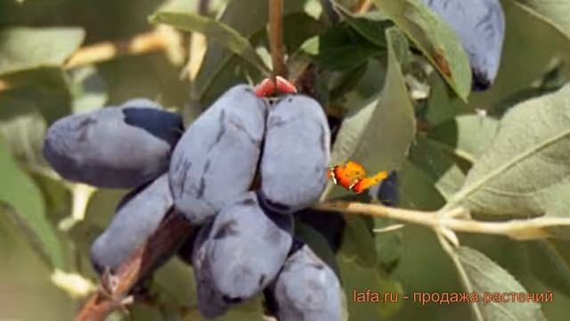 Жимолость съедобная Берель (lonicera edulis) ? Берель обзор: как сажать, саженцы жимолости Берель смотреть онлайн