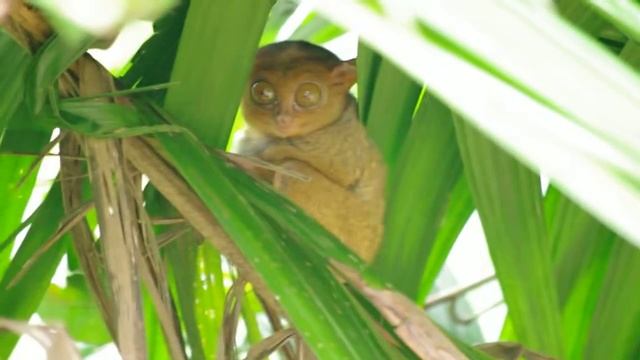 Филиппинский долгопят (Tarsier) смотреть онлайн