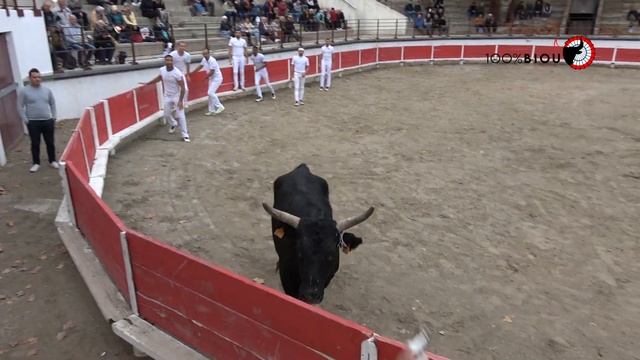 BELLEGARDE COURSE DES 25 ANS MANADE CHABALLIER 12.11.2021 смотреть онлайн
