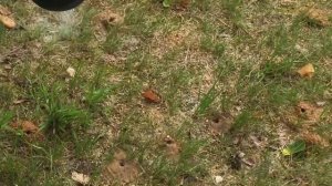 Уничтожение земляных ос