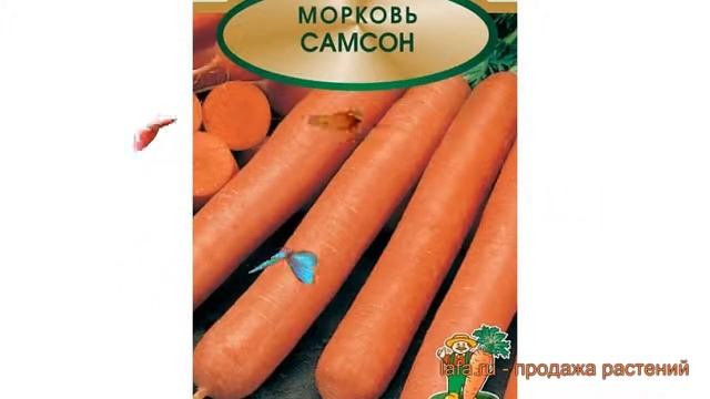 Морковь обыкновенный Самсон (samson) ? морковь Самсон обзор: как сажать семена моркови Самсон смотреть онлайн