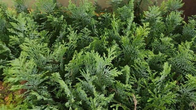 Череночники осенью. Что порадовало и что расстроило. И немножко обзор сада. смотреть онлайн