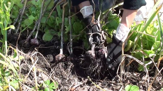 Убираем урожай озимого чеснока. смотреть онлайн