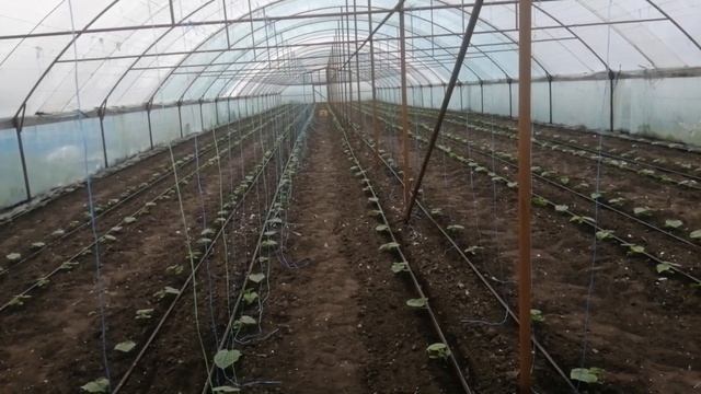 Огурцы Лютояр." Детский сад старшая группа," ??? смотреть онлайн