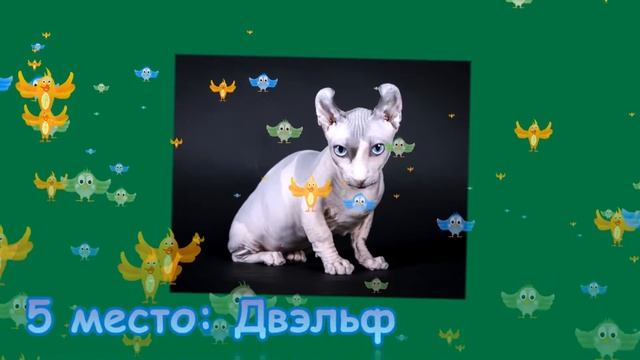 Самые маленькие кошки в мире смотреть онлайн