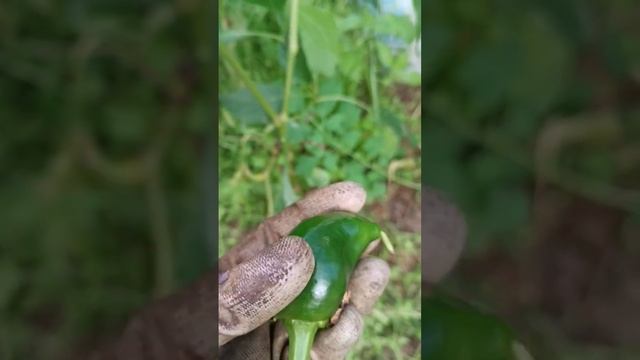 НЕ СТОИТ ВЫБРАСЫВАТЬ ИХ #настялосева смотреть онлайн