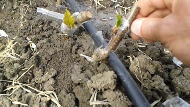 Весенняя окулировка . Результат весенней окулировки смотреть онлайн