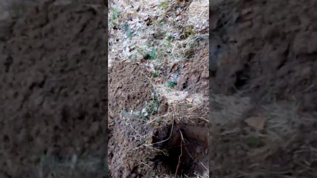 Коп с сигнум 7272,пятак Екатерины.