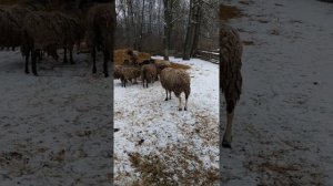 Разведение овец породы романовской с дорпером